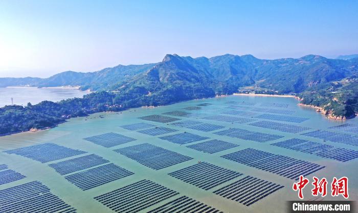 2025低空： 福建福鼎：萬(wàn)畝紫菜迎豐收 生產(chǎn)加工趕訂單