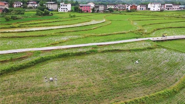 李世飛團隊用無人機對水稻進行噴施作業(yè)。受訪者供圖